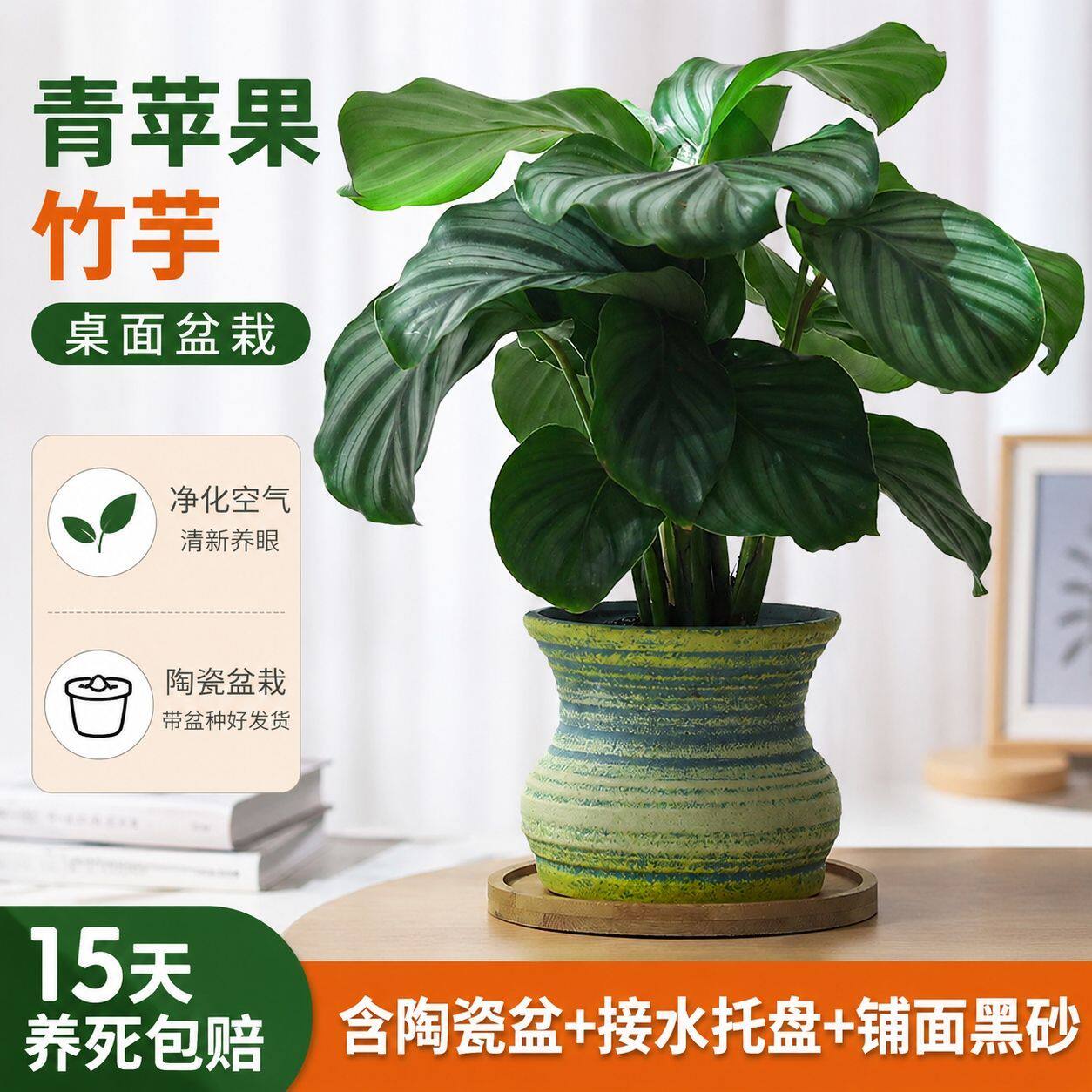懒人新手室内绿植首选！超好养图片
