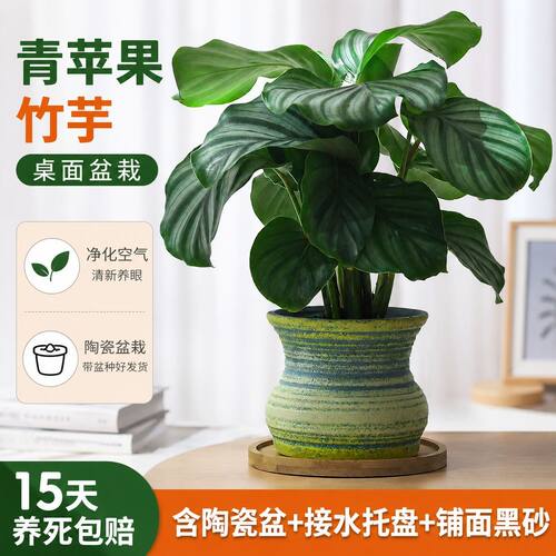 懒人新手室内绿植首选！超好养