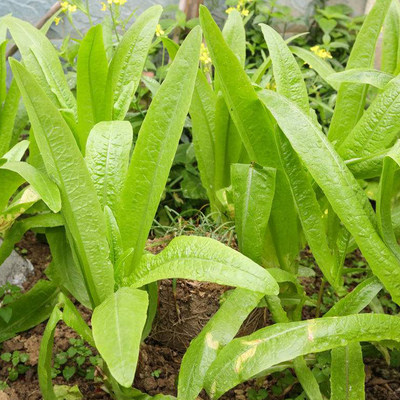 农家庭院春季阳台食用油麦菜种子