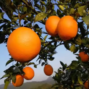 赣南脐橙特色水果绿色天然维C酸甜可口产地直发底价促销九省包邮