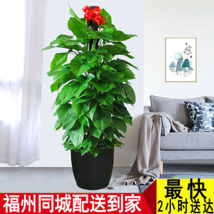 福州同城大绿萝柱盆栽室内办公室绿植吸甲醛净化空气客厅大型植物
