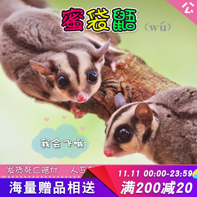 澳洲蜜袋鼯宝宝蜜袋鼯活体宠物小飞鼠幼崽蜜袋鼬萌宠苏州可自提公|ruв категории животное/Животное питание и принадлежностей, хомяк класса и других малых животное, летяга - от Buy2taobao.com для оказания профессиональной услуги покупки агента Taobao