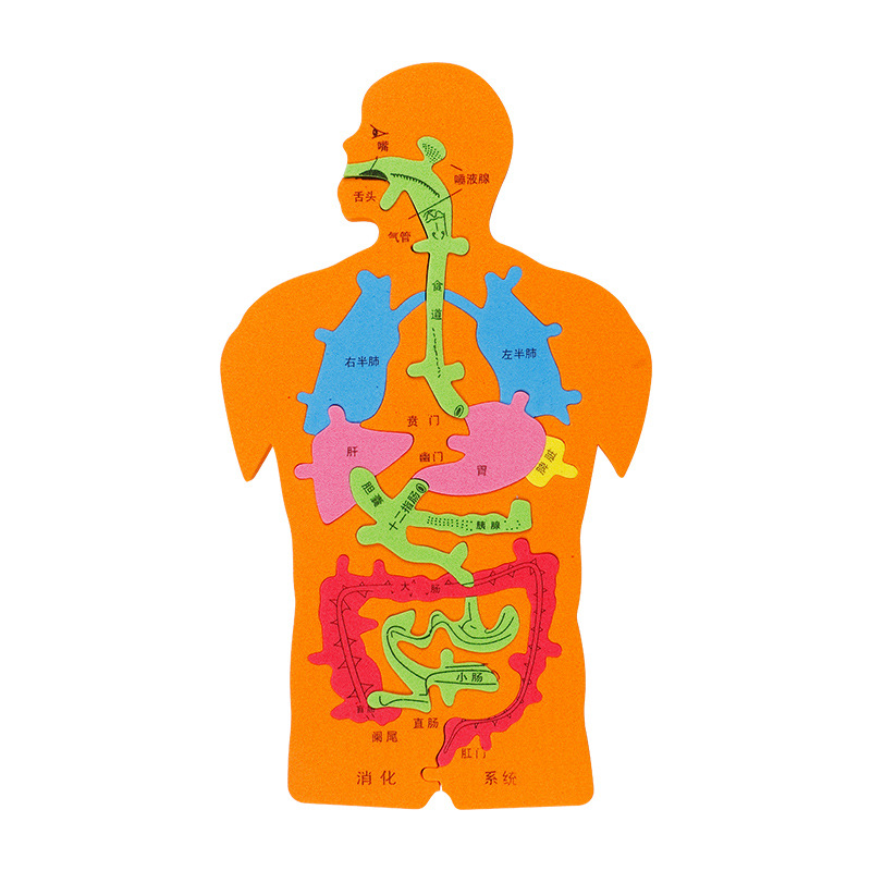 儿童益智科教玩具大号人