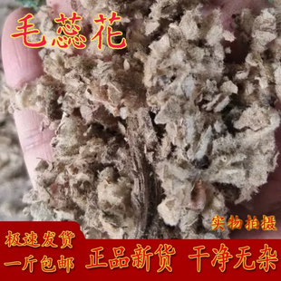 毛蕊花中药材 大毛叶毛喉鞘蕊花 干货无硫 包邮