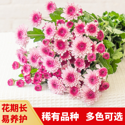 小雏菊纽扣菊鲜切花束家庭水养