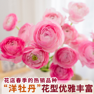 洋牡丹鲜花云南基地直发应季时令玫瑰花束搭配花材昆明批发年宵花