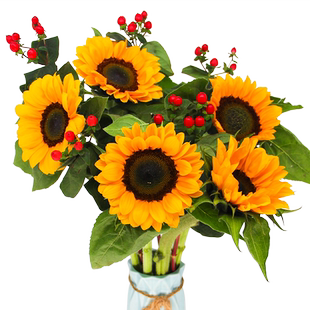 云南昆明基地直发向日葵母亲节鲜花斗南批发包邮直供家庭水养花束