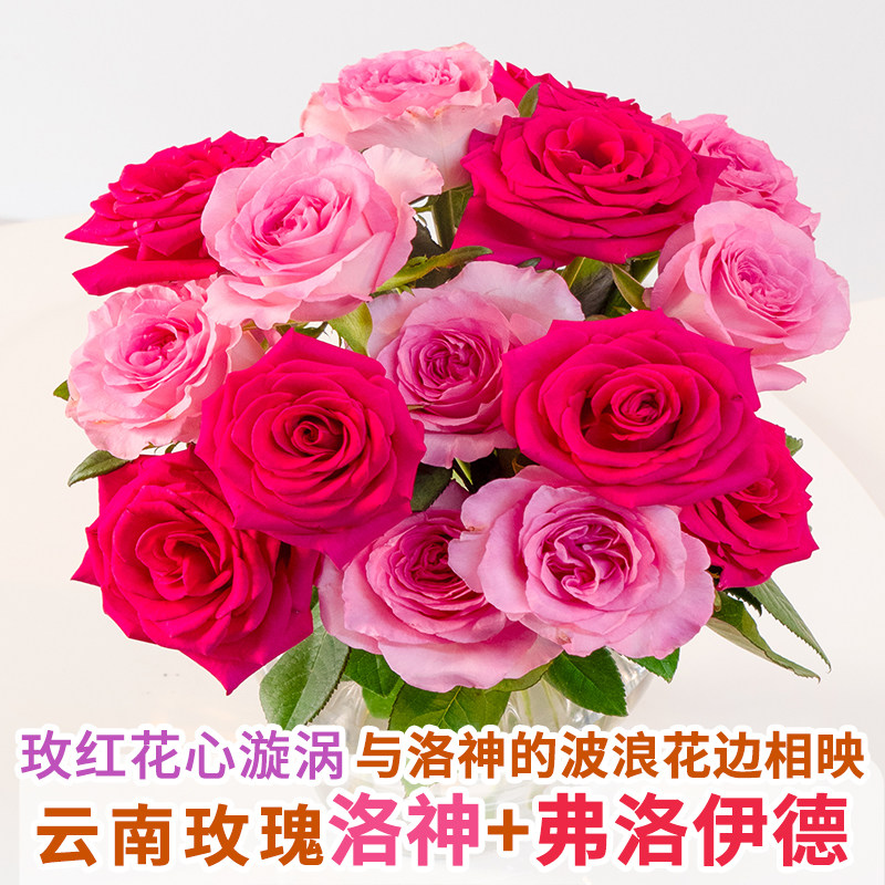 玫瑰鲜花云南基地直发真鲜切花室内香槟洛神插瓶水养花束同城速递