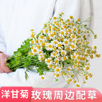 洋甘菊云南基地水养鲜切花