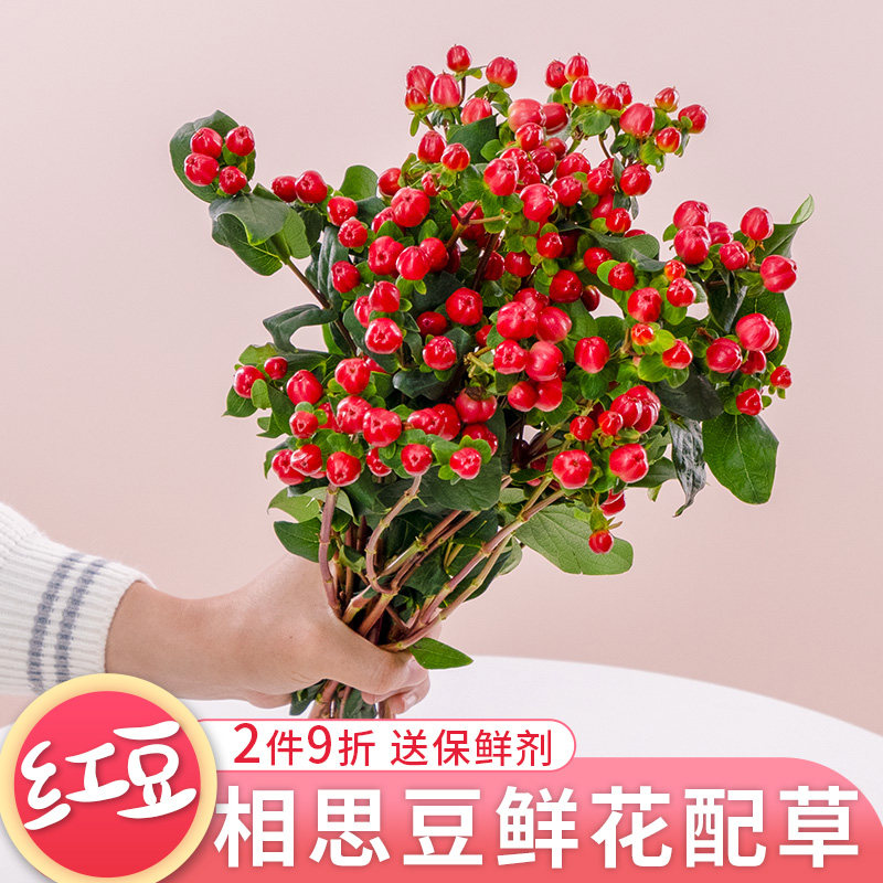 红豆火龙珠鲜花云南基地直发鲜切花水养插瓶花束搭配配草室内养花
