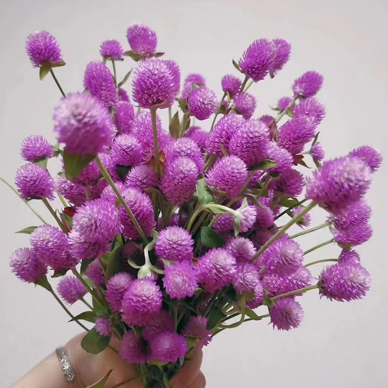 千日红，草花多色可选