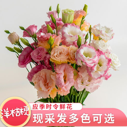 洋桔梗鲜切花小清新花束节日礼物