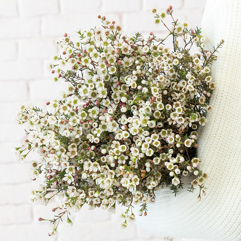 澳洲腊梅云南基地直发鲜花切枝喜庆年宵花卉家庭水养插瓶装饰