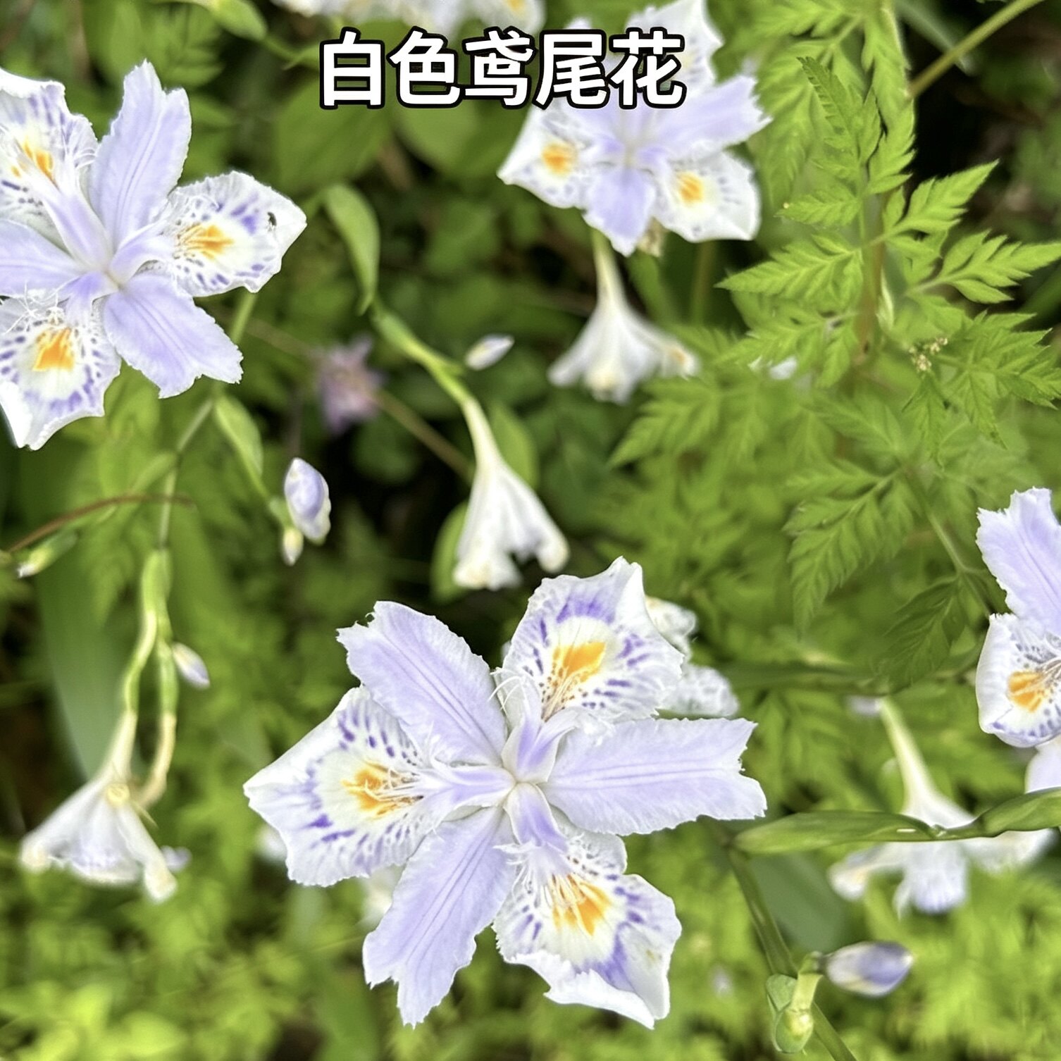 贵州鸢尾花白花射干苗阳台庭院盆栽园林绿化工程耐寒干旱易活