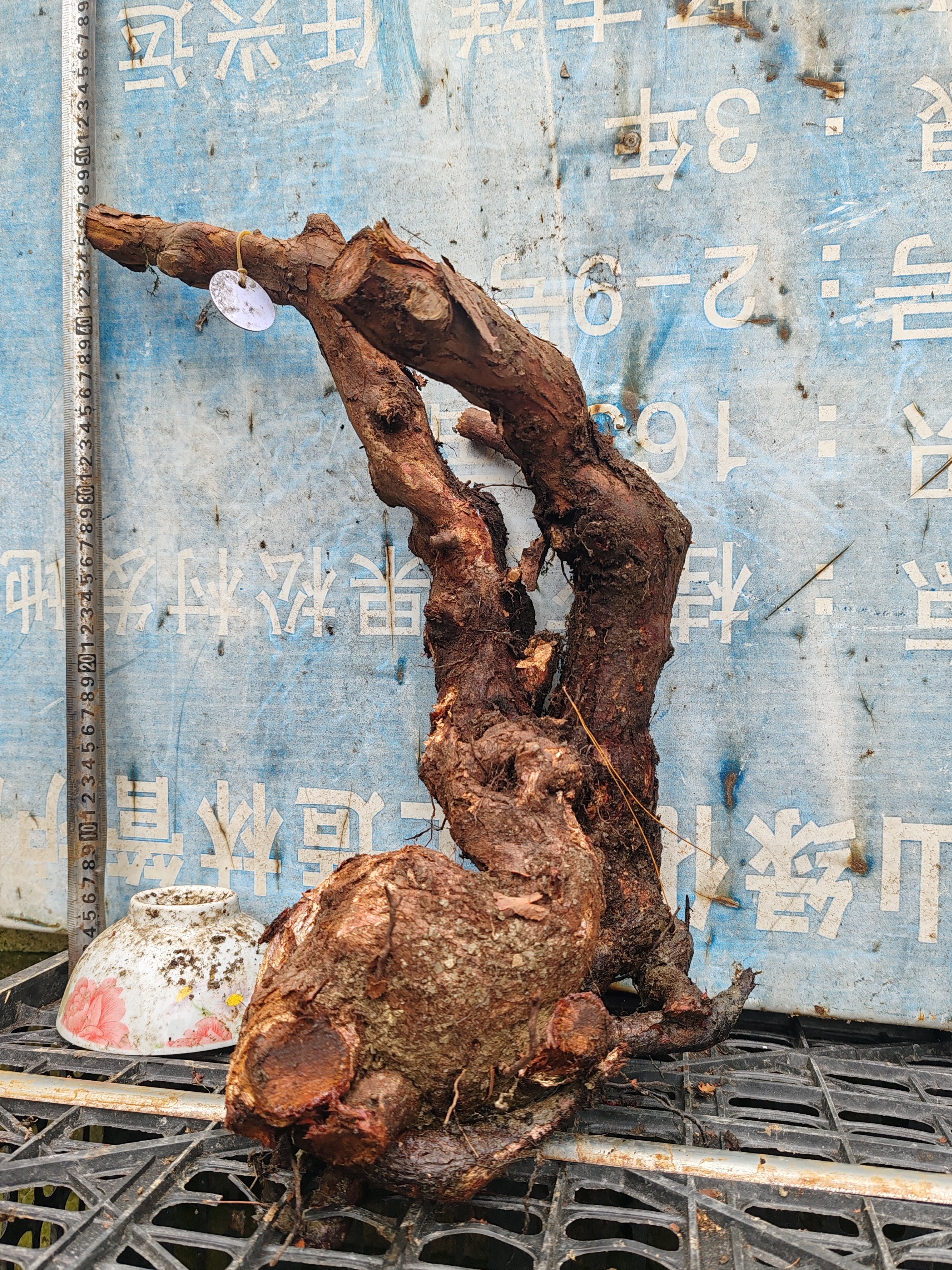 山木香树桩 盆景老桩 带天然舍利干精品造型根 嫁接月季砧木