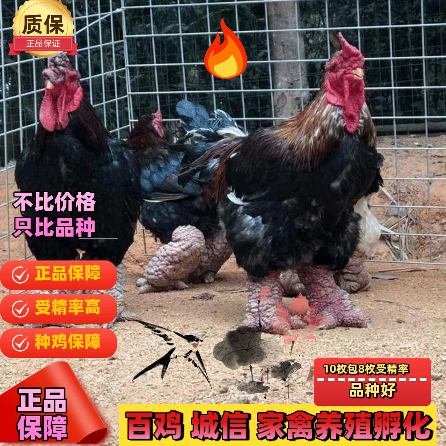 纯种越南东涛鸡种蛋受精蛋可孵化 东涛鸡 粗腿鸡大脚鸡观赏鸡大型,宠物/宠物食品及用品,宠物鸡,淘宝优惠券,粉丝福利购,淘宝优惠卷