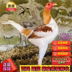 摩登门鸡活体观赏鸡授精种蛋可孵化摩登门小鸡活苗进口玲珑宠物鸡