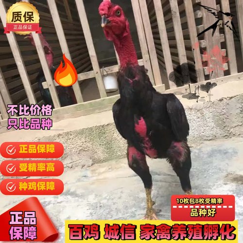 纯种越南鬼子斗鸡种蛋泰国缅甸剑尾大冠斗鸡受精蛋 中原斗鸡种蛋