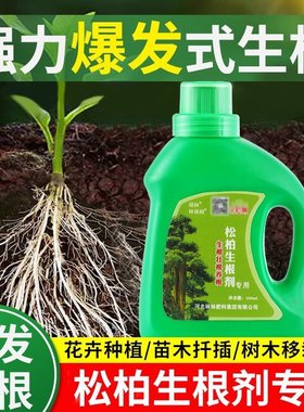 林保姆松树柏树生根剂生根粉银杏红豆杉云杉大树盆景移栽扦插壮苗