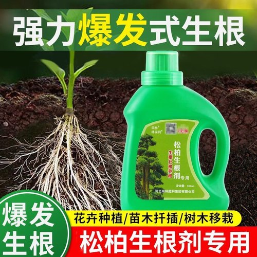林保姆松树柏树生根剂生根粉银杏红豆杉云杉大树盆景移栽扦插壮苗