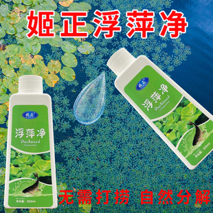 圆心萍浮萍净化水质水培植物去绿藻青苔水藻褐藻浮萍净