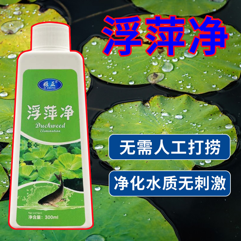 养殖不伤藕虾蟹圆心萍浮净化水质绿藻青苔水藻褐藻浮萍净