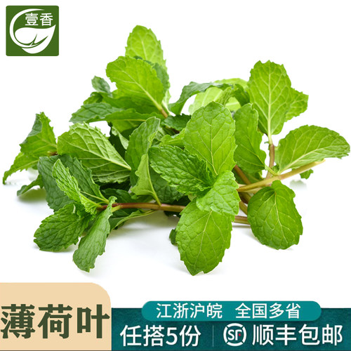 新鲜薄荷叶泡茶调酒烘焙食材