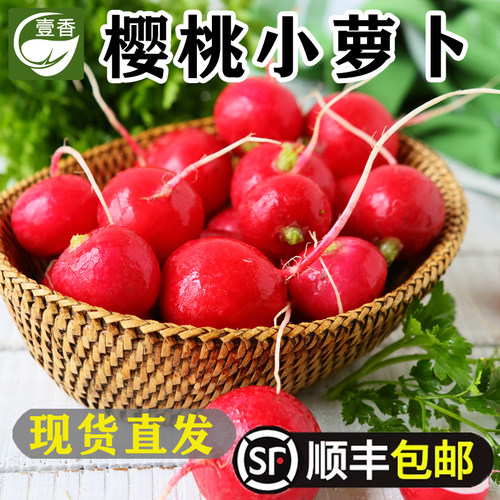 农家自种新鲜樱桃萝卜顺丰发货