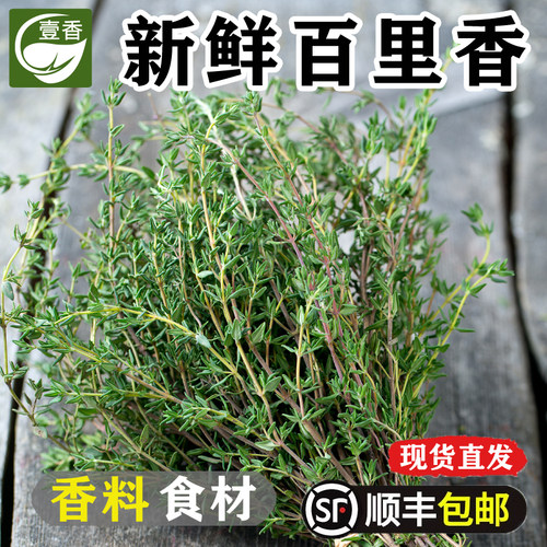 新鲜百里香牛排烧烤烘焙香料调料