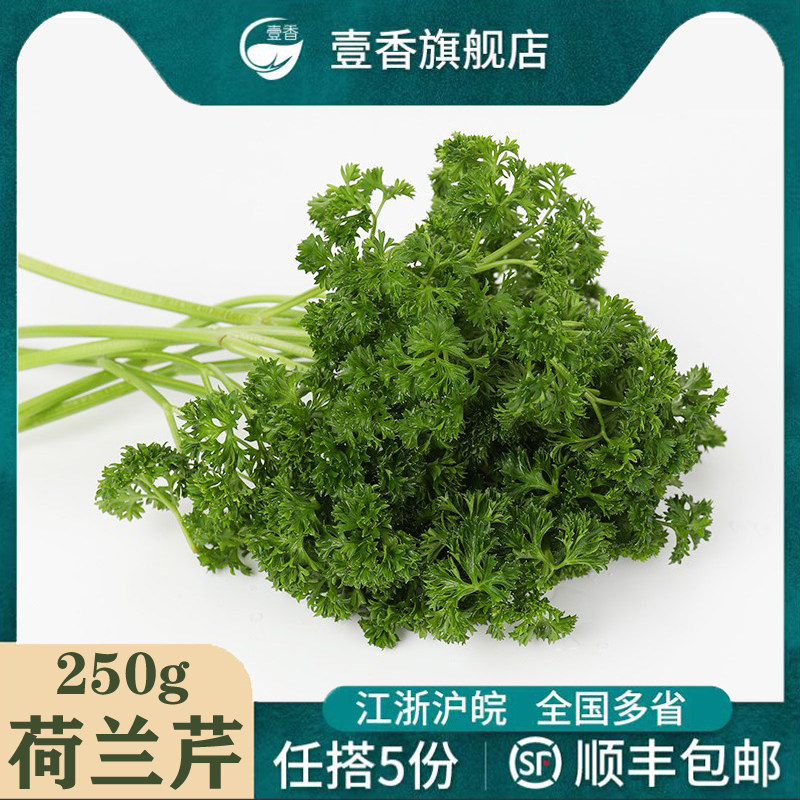 新鲜荷兰芹250g 香芹欧芹西洋芹 西餐火锅摆盘装饰蔬菜香料花草