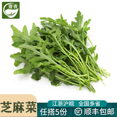 新鲜芝麻菜西餐沙拉食材配菜