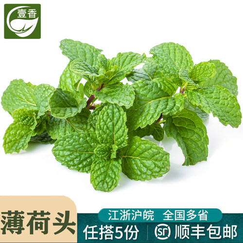 新鲜薄荷尖薄荷头茶饮奶茶装饰用