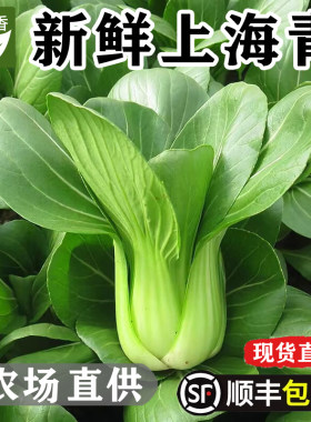 新鲜现摘小青菜2-5斤顺丰包邮