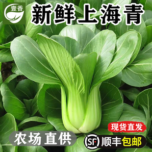 新鲜小青菜2-5斤 现摘当季上海青菜农家蔬菜四季青青菜绿叶蔬菜