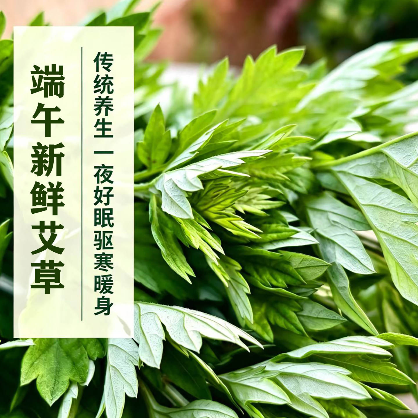 端午节新鲜艾草花束泡澡整颗艾蒿艾叶现采现发挂门窗泡脚驱蚊艾草