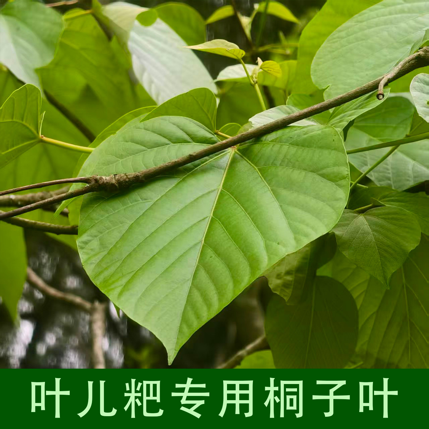 四川野生桐子叶粑粑叶新鲜现摘现发药食同源玉米粑粑叶包谷麦粑叶