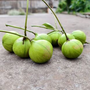 新鲜现摘野生桐子果桐子叶桐油果油祛疣子油桐树叶子粑粑非食用果