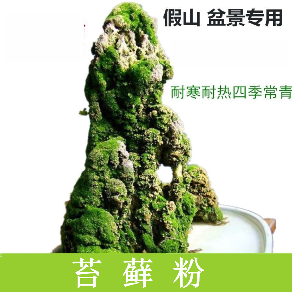 上水石吸水石盆景盆栽青苔苔藓种子孢子粉微景观鲜活植物种籽铺面-封面