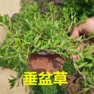 垂盆草花苗可食用吊兰垂盆草阳台盆栽花卉绿植四季常青