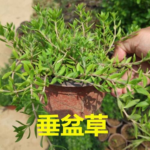 中药盆栽食用吊兰正宗种子绿植现