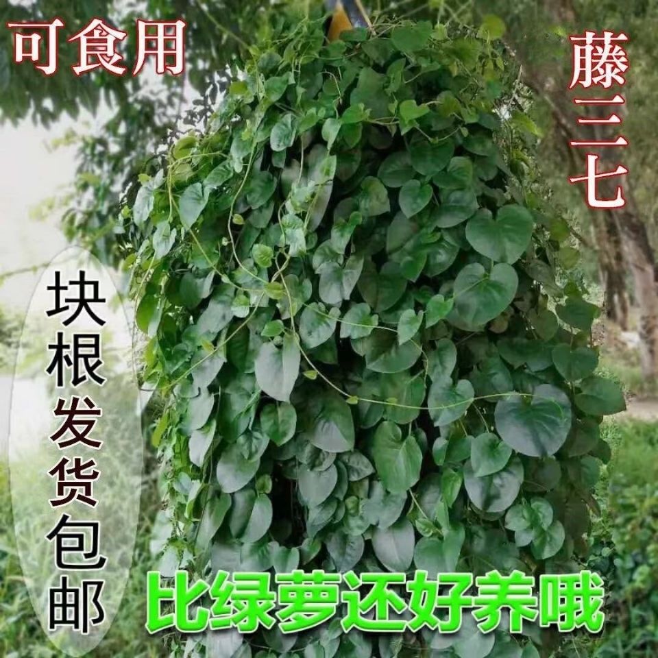 藤三七植物苗盆栽室内绿植川七块根食用家养爬藤绿化苗可水培 鲜花速递/花卉仿真/绿植园艺 绿植 原图主图