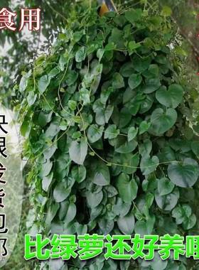藤三七植物苗盆栽室内爬藤