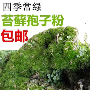 上水石吸水石盆景盆栽青苔苔藓孢子粉微景观鲜活植物种籽铺面