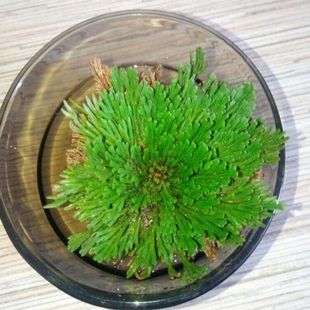 卷柏假山吸水石菖蒲桌面花卉植物微型盆景水培盆栽兰花