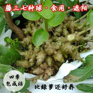 新鲜藤三七植物苗盆栽食用药用田七根茎庭院阳台爬藤懒人绿植四季