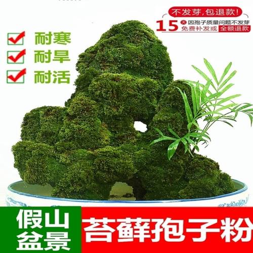 苔藓植物种子吸水石假山上水石盆景草四季鲜活青苔种籽苔藓孢子粉