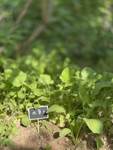 小黑板园艺植物花卉装饰插牌价位
