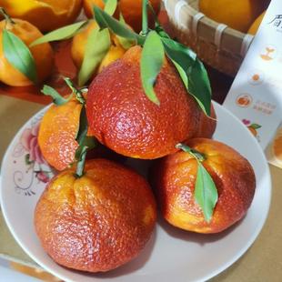 红韵香柑带果香味橘子色如朝霞晚艳红美的是独特气味独特口感香醇