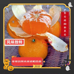高端精品水果柑橘柚子橙新品种阳光一号桔柚结合爱媛橙和春香桔柚