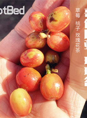 【温床咖啡 特殊处理】哥伦比亚大树庄园玫瑰谷 明星产品果香炸裂